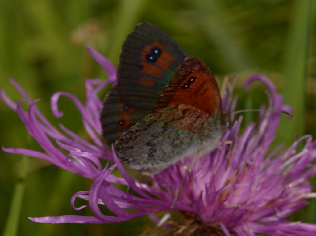 Erebia dromus (Nymphalidae Satyrinae)